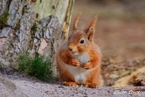 Red squirrel%20Pow%20Hill%20Nature%20Reserve
