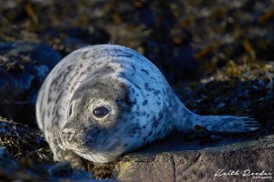 grey seal 6