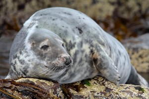 grey seal farnes