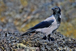 hooded crow mull DPP 2 a