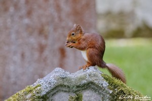 red squirrel 1